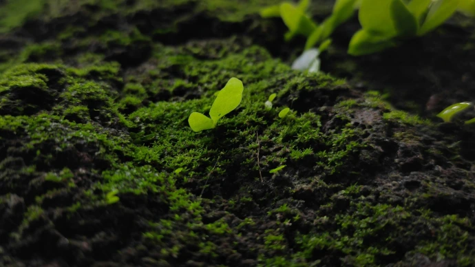 Tiny green plants thrive in the mossy soil.